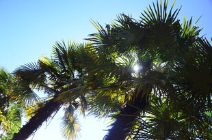 阳光下的棕榈树