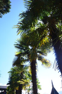 蓝天映衬下的高大棕榈树