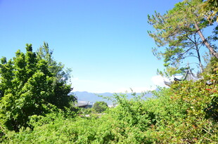 绿意盎然的自然景致