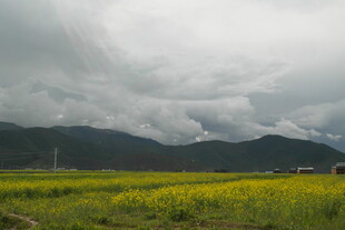 金黄田野上的阴沉天空