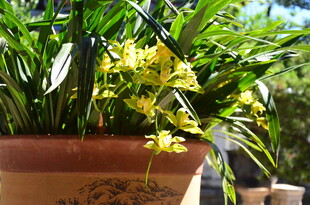 盆栽绿植绽放小黄花