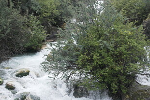 山间溪流旁的葱郁植被