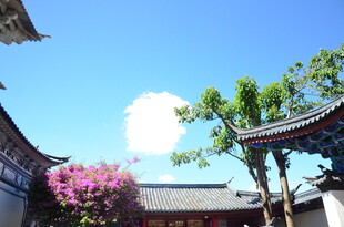 古建庭院中的蓝天繁花