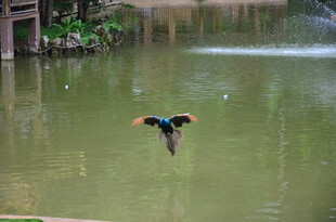 翠鸟于水面上方展翅飞翔