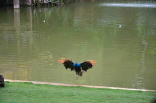 水边展翅的美丽鸟儿