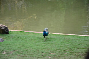 草地上的蓝孔雀