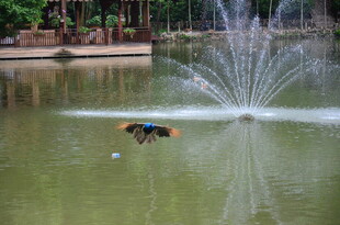 池塘中喷泉旁的玩耍小狗