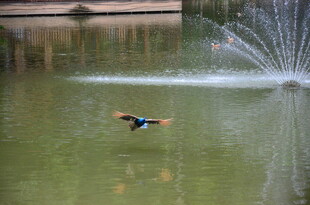 池塘中飞翔的多彩小鸟