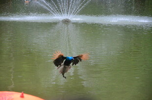 狗狗跃入喷泉池玩耍