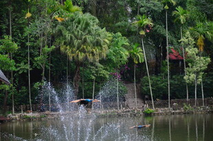 湖畔喷泉旁的葱郁绿植