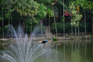 池塘中鸟儿飞过喷泉
