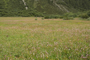 广袤草原与远处山峦