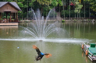 湖畔喷泉旁的多彩飞鸟