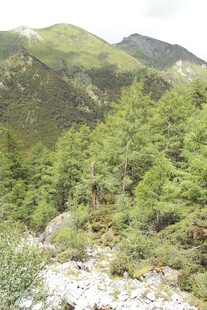 山间葱郁森林景观