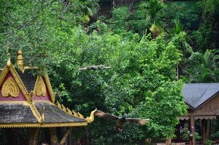 林中古建 尽显自然古韵