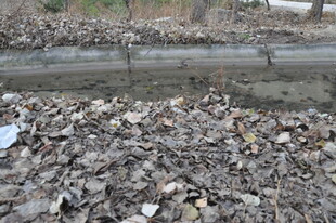 河边堆积的枯叶与杂物