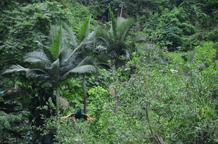 茂密丛林中的繁茂植物