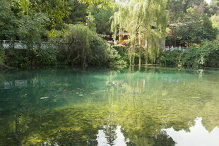 清幽湖水映葱郁林木