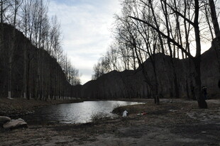 冬日河畔枯树林景观