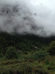 云雾缭绕的山林美景