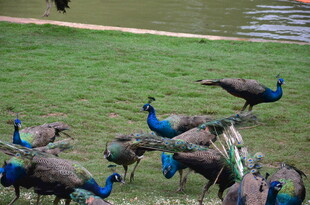 草地上的多彩孔雀群