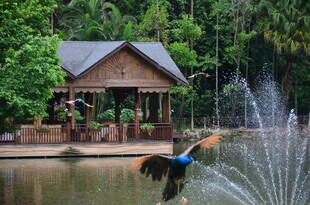 湖畔木屋旁的多彩飞鸟