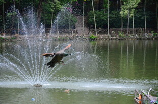 湖面上的喷泉与飞鸟