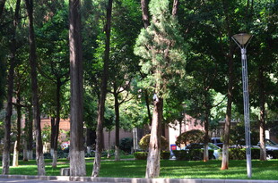 林间公园景色宜人