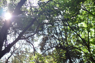 阳光透过枝叶洒下的美景