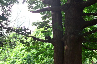 茂密树林中的粗壮树木