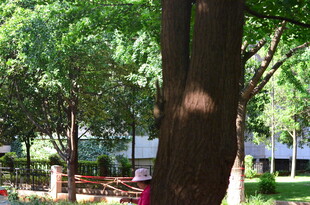 夏日林间的静谧景致