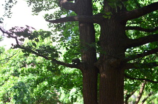 茂密树林中的粗壮树木