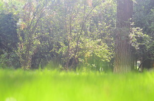 阳光照耀下的绿意森林