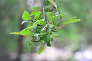 悬挂的翠绿枝叶植物