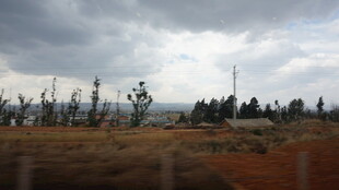 阴天田野中的树木景观