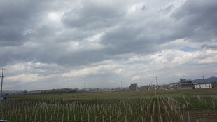 田野上空的厚重云层