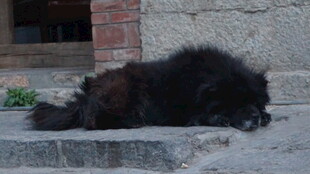 黑猫慵懒趴在石块上