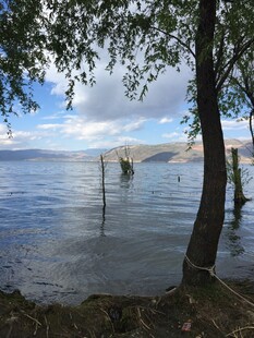 湖畔树影下的宁静水域