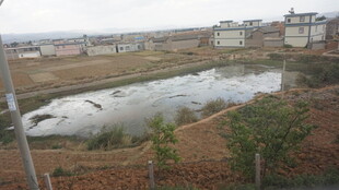 乡村池塘边的宁静景致