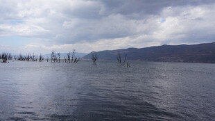 宁静湖面与远处枯木景观