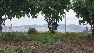 田野绿树远山自然景致