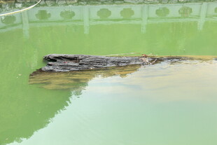 水中潜伏的鳄鱼