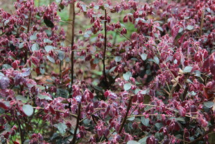 紫红色植物景观
