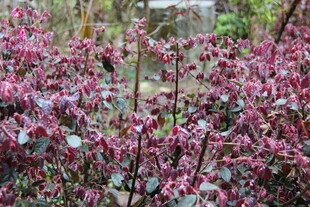 艳丽紫叶植物景观