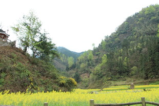 山间金黄稻田田园美景