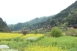 春日山间田园美景