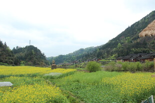 春日田野风光如画