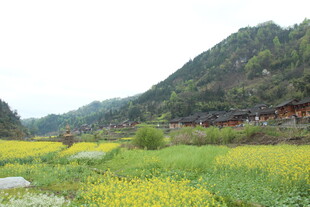 山间油菜花海田园风光