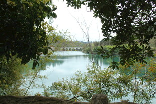 湖畔绿荫下的宁静美景