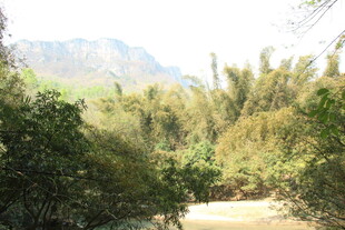 山林间的绿意景致